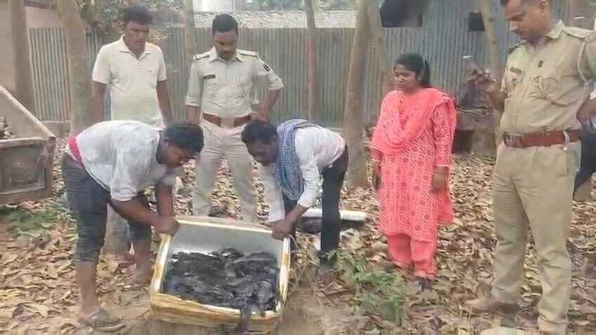 प्रशासन की बड़ी कार्रवाई: 50 किलो प्रतिबंधित थाई मांगुर मछली जब्त, मौके पर किया नष्ट