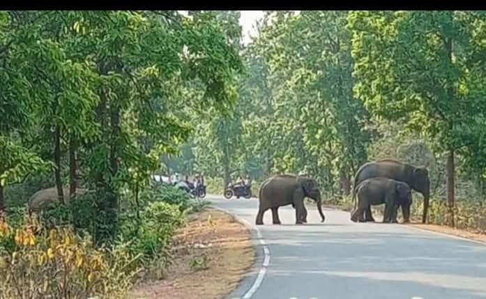 Giridih News :सरिया के जंगल में घुसा हाथियों का झुंड, ग्रामीणों में दहशत