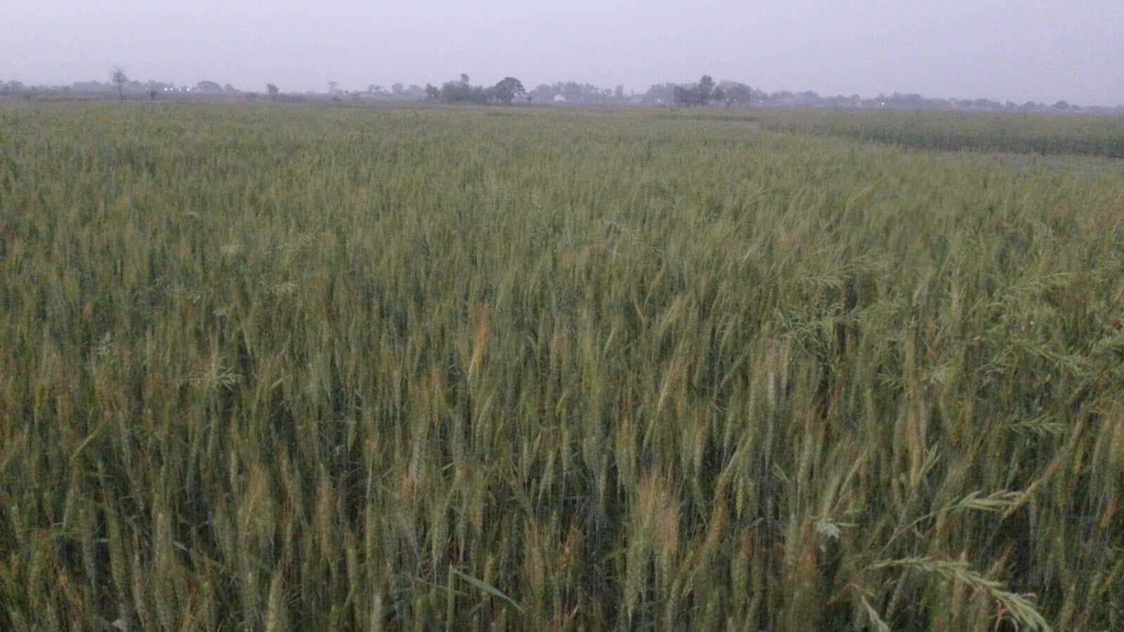 Giridih News :हल्की बारिश से गेहूं के लिए वरदान