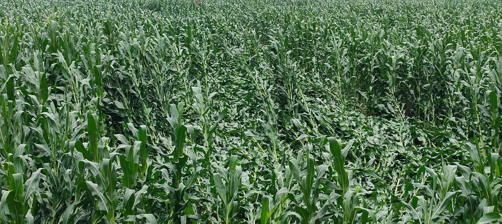 आंधी-तूफान से मकई के फसल को भारी नुकसान,खेतों में औंधे मुंह गिरे पौधे