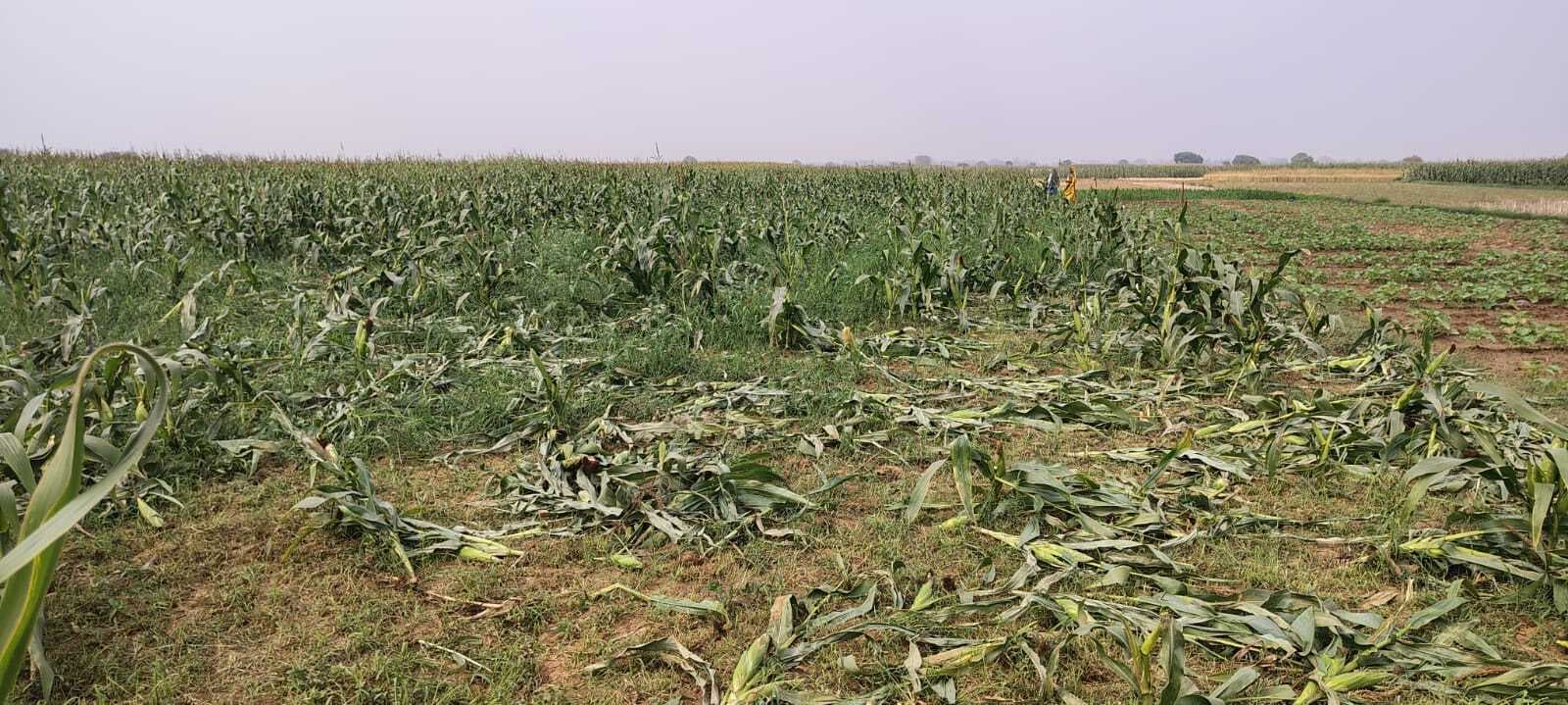 दो बीघा मक्का की फसल काटकर लूटने का आरोप
