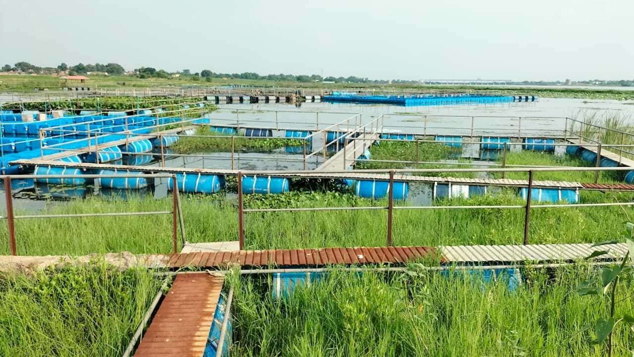 सारठ में 117 में से केवल 16-17 केज में ही बची है मछली