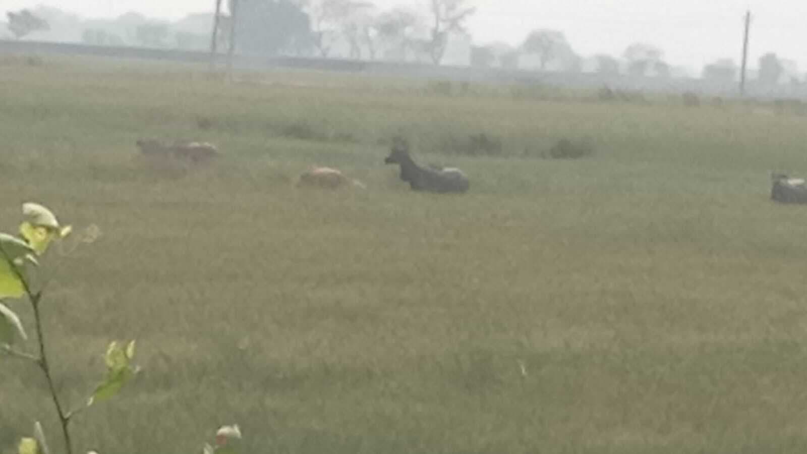 फसलों को जंगली जानवर पहुंचा रहे नुकसान