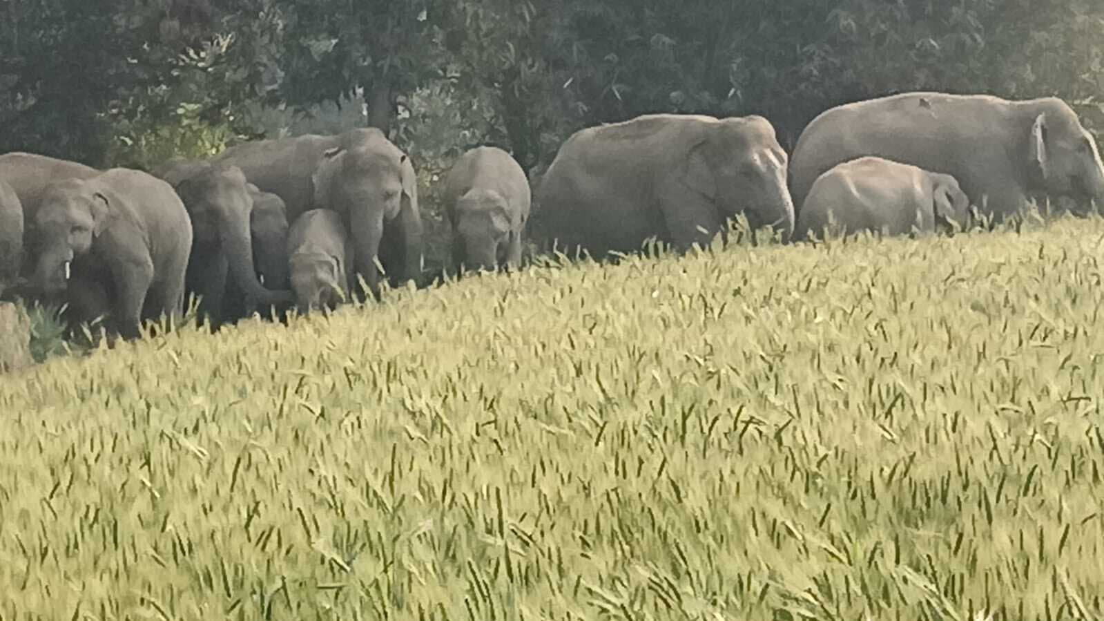 हाथियों की झुंड कर रहे फसल नष्ट, किसान पेशान