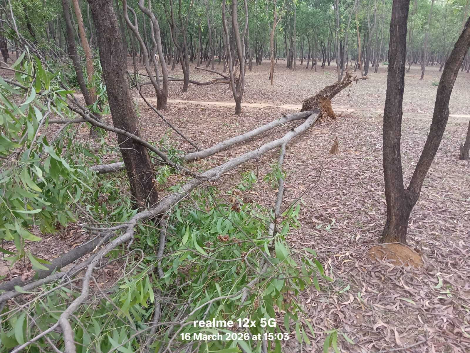 आंधी-पानी से जंगल में गिरे दर्जनों पेड़, लाखों की क्षति