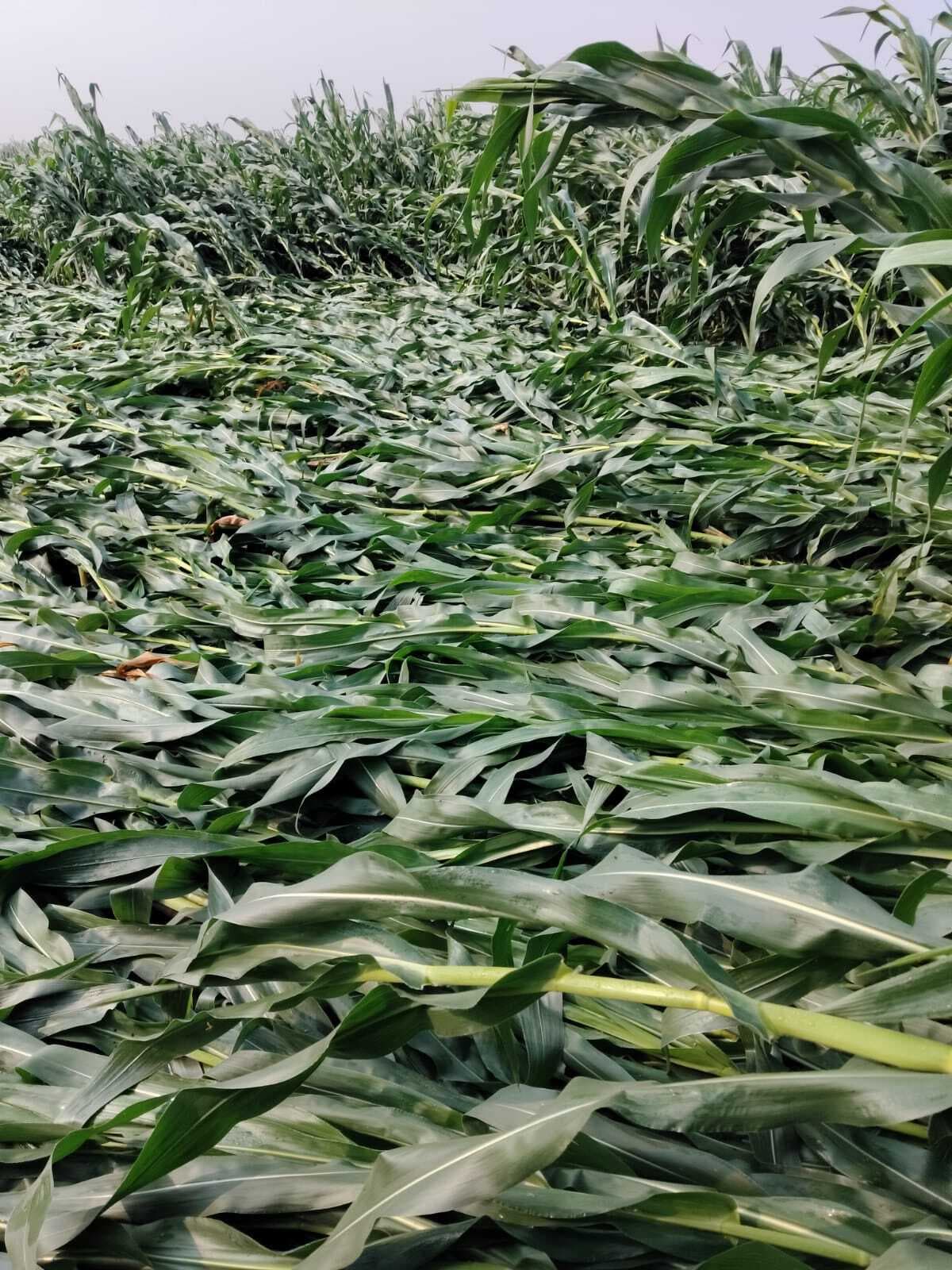 ओलावृष्टि व बरसात ने किसानों की फसल की बर्बाद