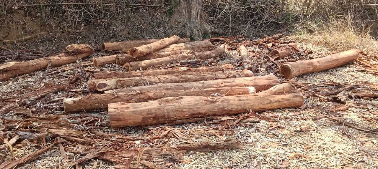 Giridih News :ग्रामीणों की सूचना पर वन विभाग की टीम ने जब्त की लकड़ी