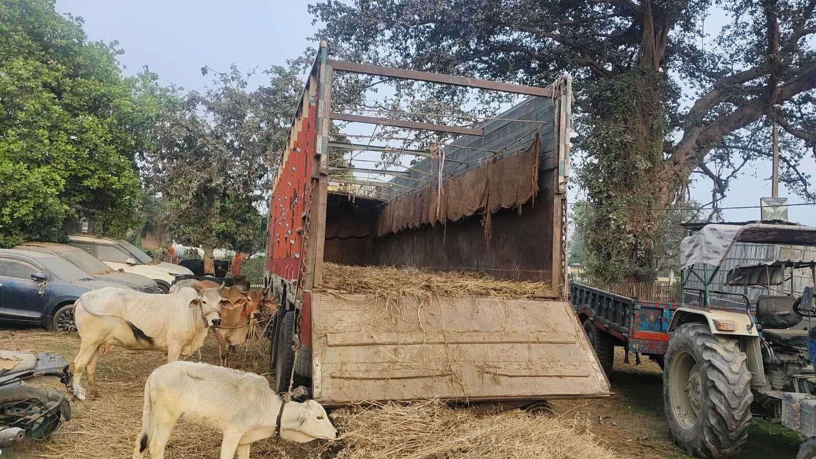 30 गाय के साथ एक तस्कर गिरफ्तार, ट्रक जब्त
