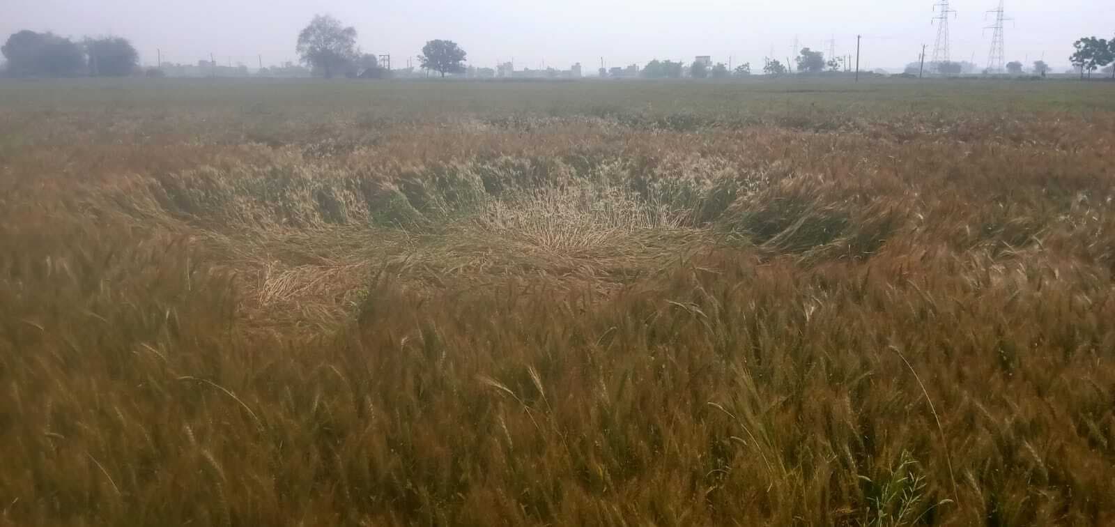 देर रात बदले मौसम ने बढ़ायी किसानों की चिंता, खेतों में बिछी फसलें