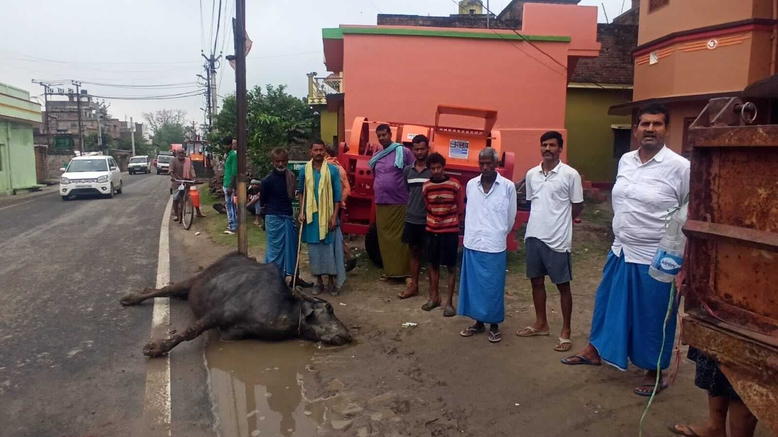 करंट की चपेट में आकरो भैंस की मौत