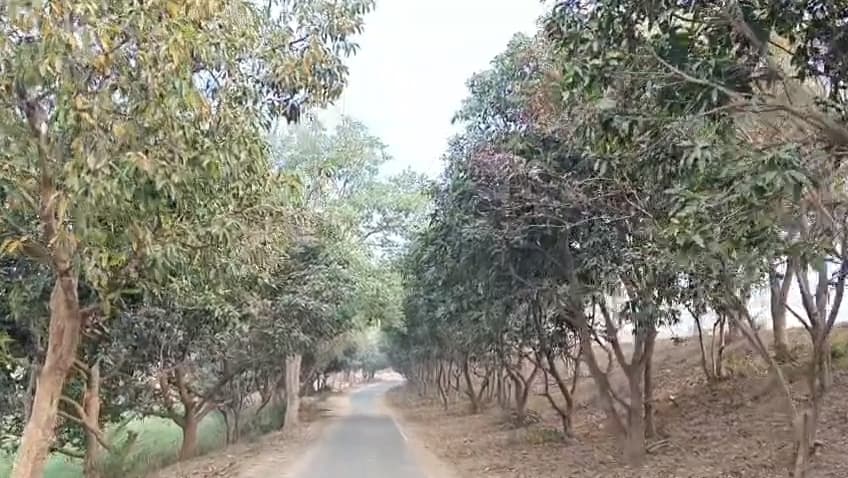 अब टेंडर से बिकेंगे डाढ़ा पंचायत के आम बगीचों के फल