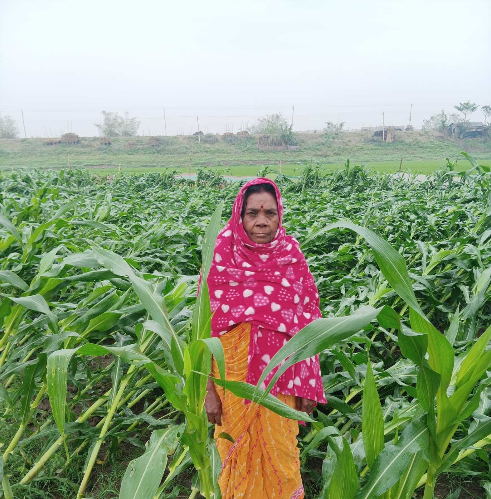 बारिश ने मकई के व्यापक फसल को किया क्षति