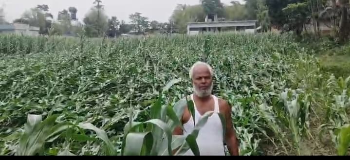 आंधी बारिश से मक्का फसल बर्बाद