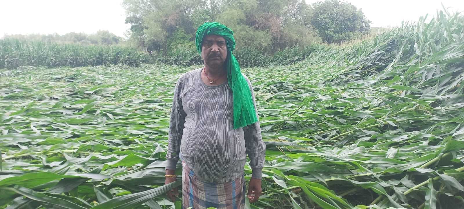 देर रात्रि आई तेज आंधी तूफान एवं वर्षा होने से मकई की फसल गिरकर हुआ बर्बाद
