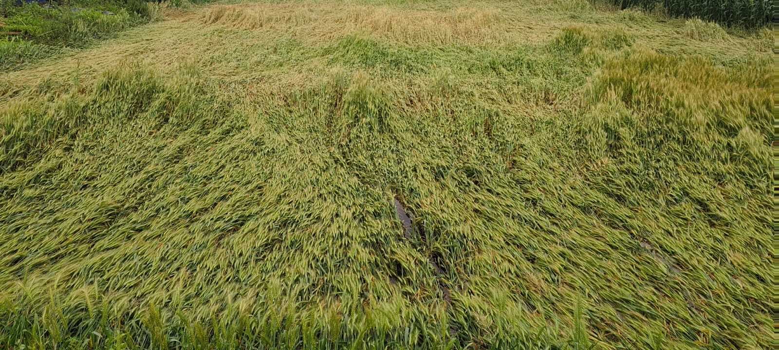 तेज आंधी, बारिश व ओलावृष्टि से किसान चिंतित, मेहनत पर फिरा पानी