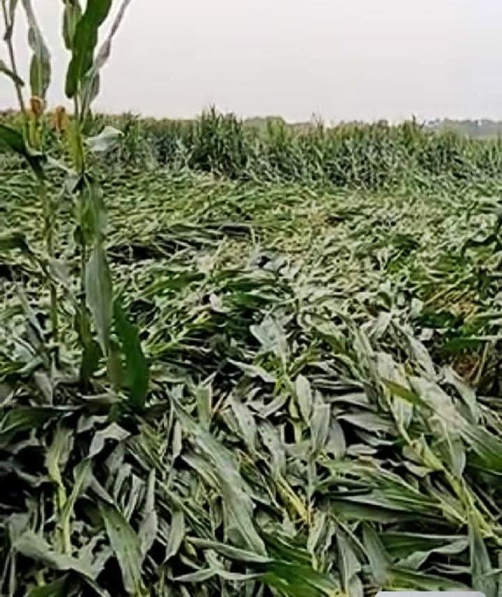 बारिश व ओलावृष्टि से रबी फसलों को भारी नुकसान