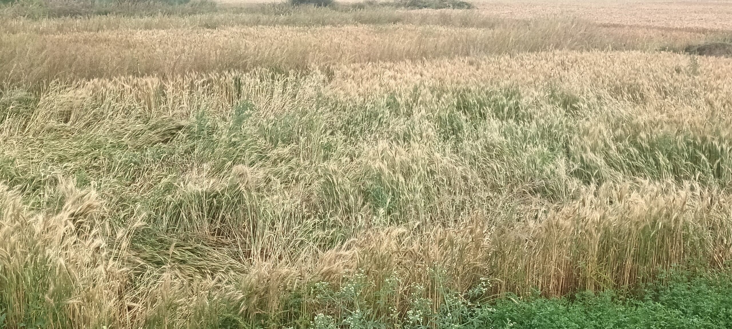 बारिश से मौसम हुआ ठंडा, फसलों को भारी नुकसान