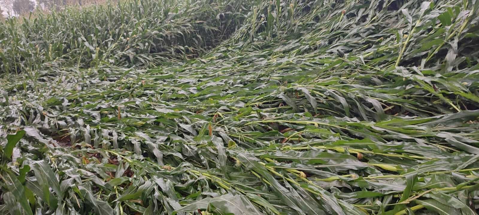 Bhagalpur news बेमौसम बारिश ने तोड़ी किसानों की कमर, तैयार फसलें बर्बाद