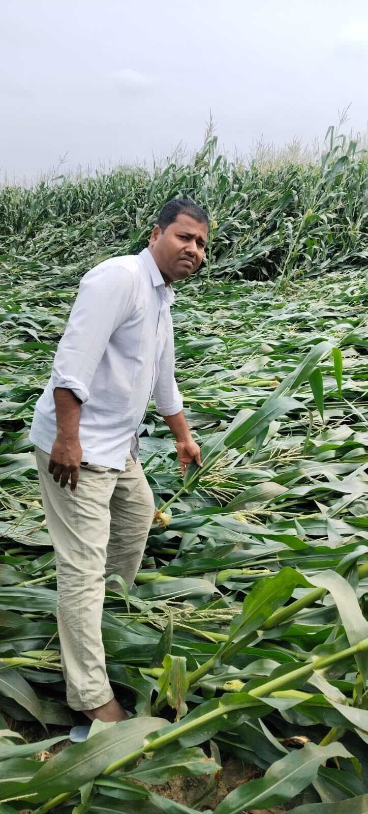 आंधी बारिश से मक्का फसल क्षति से किसान परेशान