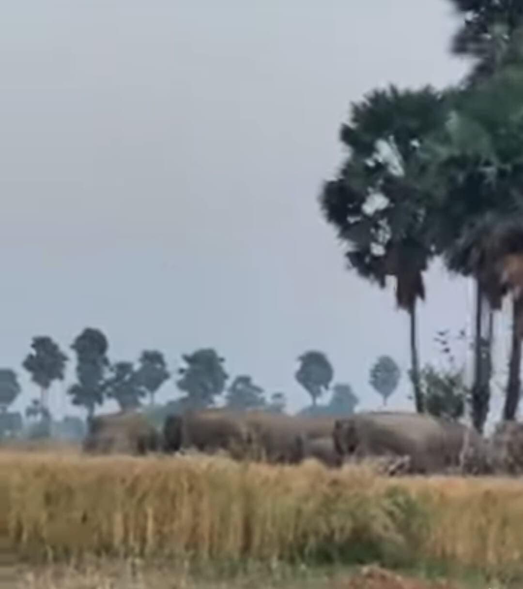 कौआकोल के नावाडीह गांव में जंगली हाथियों ने फसलों को रौंदा, किसान परेशान