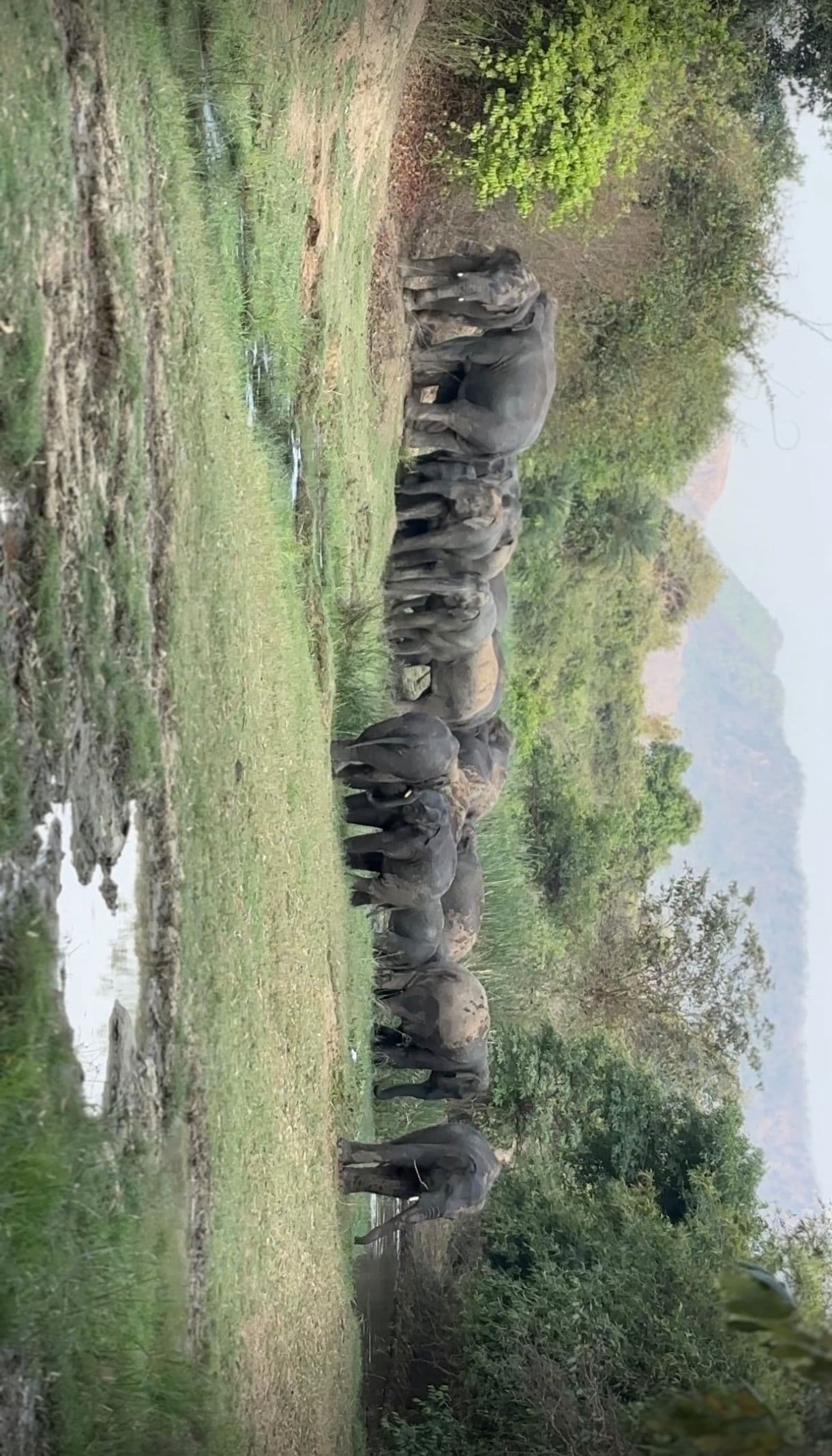 हाथियों का सुरक्षित वापसी मिशन सफल, नहीं हुआ कोई नुकसान
