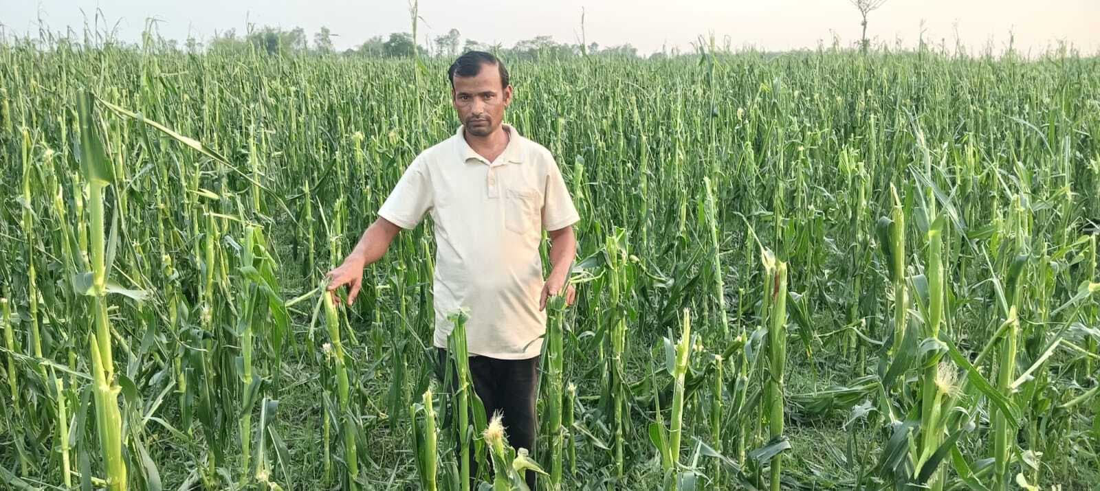 आंधी व ओलावृष्टि से सैकड़ों एकड़ मक्का की फसल बर्बाद