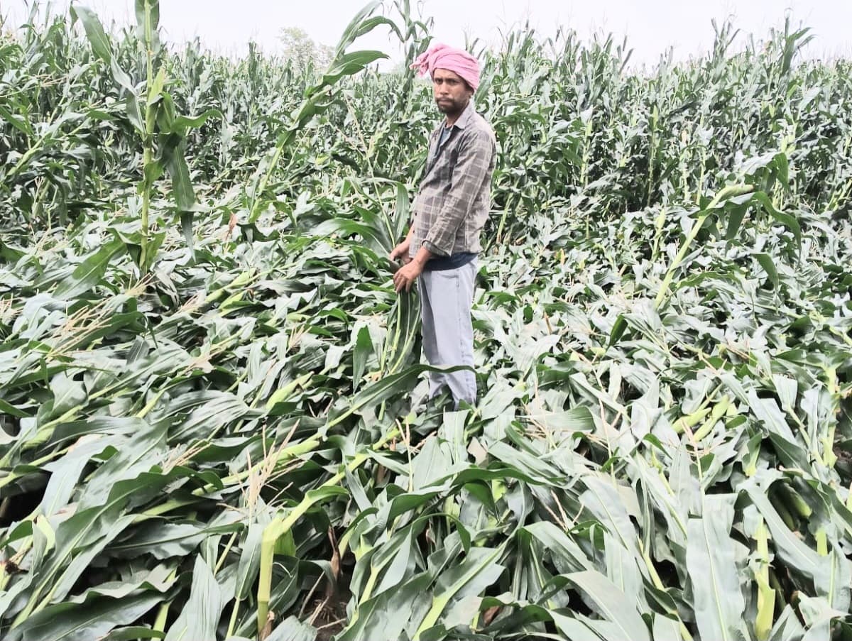 रात में आई आंधी व बारिश से मकई व गेहूं फसल को नुकसान