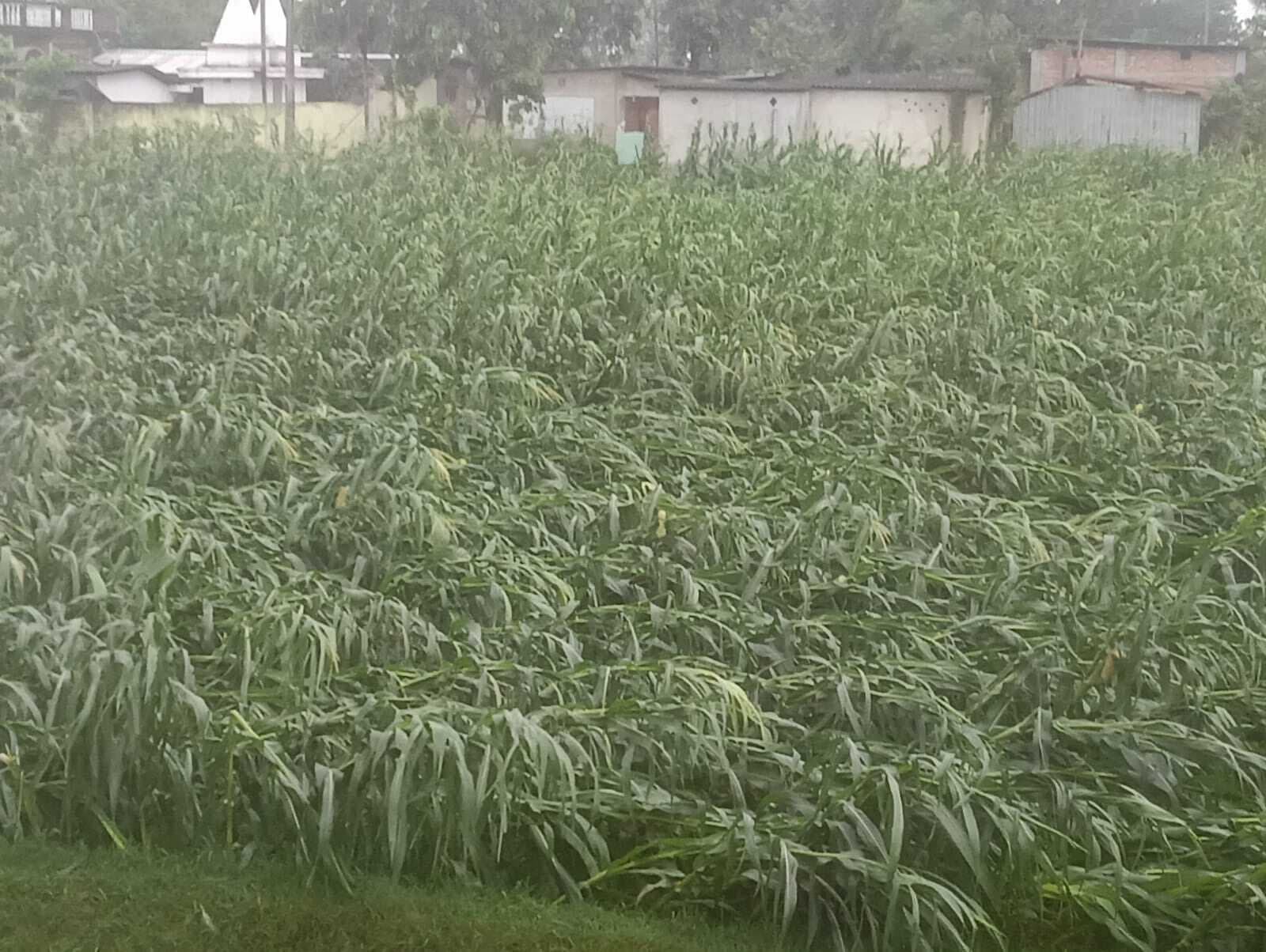 आंधी व ओलावृष्टि से मक्का व केला की फसलें जमींदोज