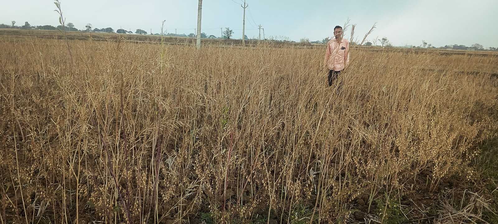 Giridih News :आंधी और बारिश से गेहूं व सरसों की फसल को नुकसान