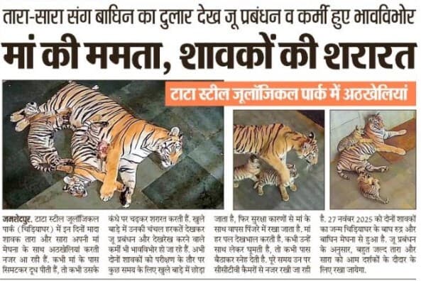 Jamshedpur News : टाटा जू : मां की ममता, शावकों की शरारत, तारा-सारा संग बाघिन का दुलार देख जू प्रबंधन व कर्मी भावविभोर