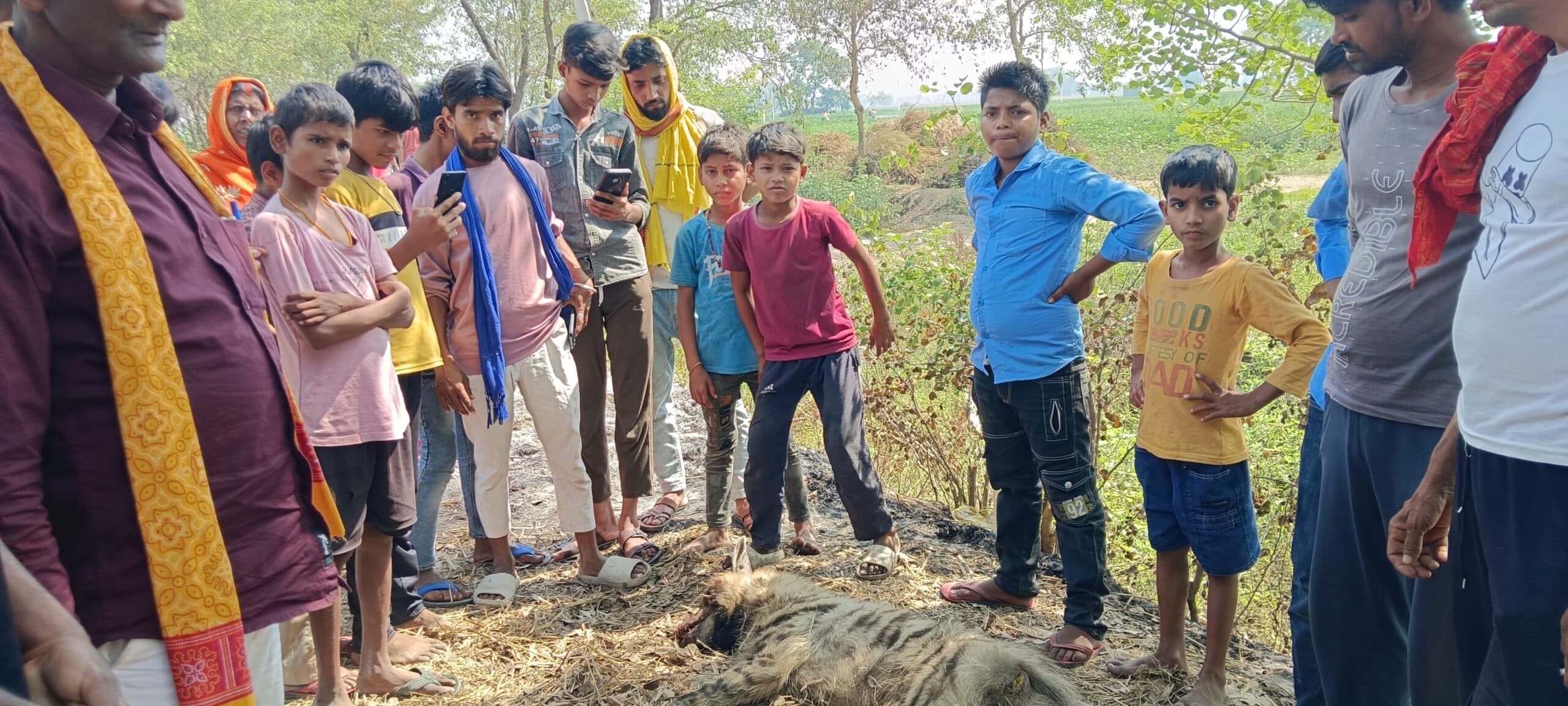 नटवार में अज्ञात वाहन की टक्कर से लकड़बग्घे की मौत