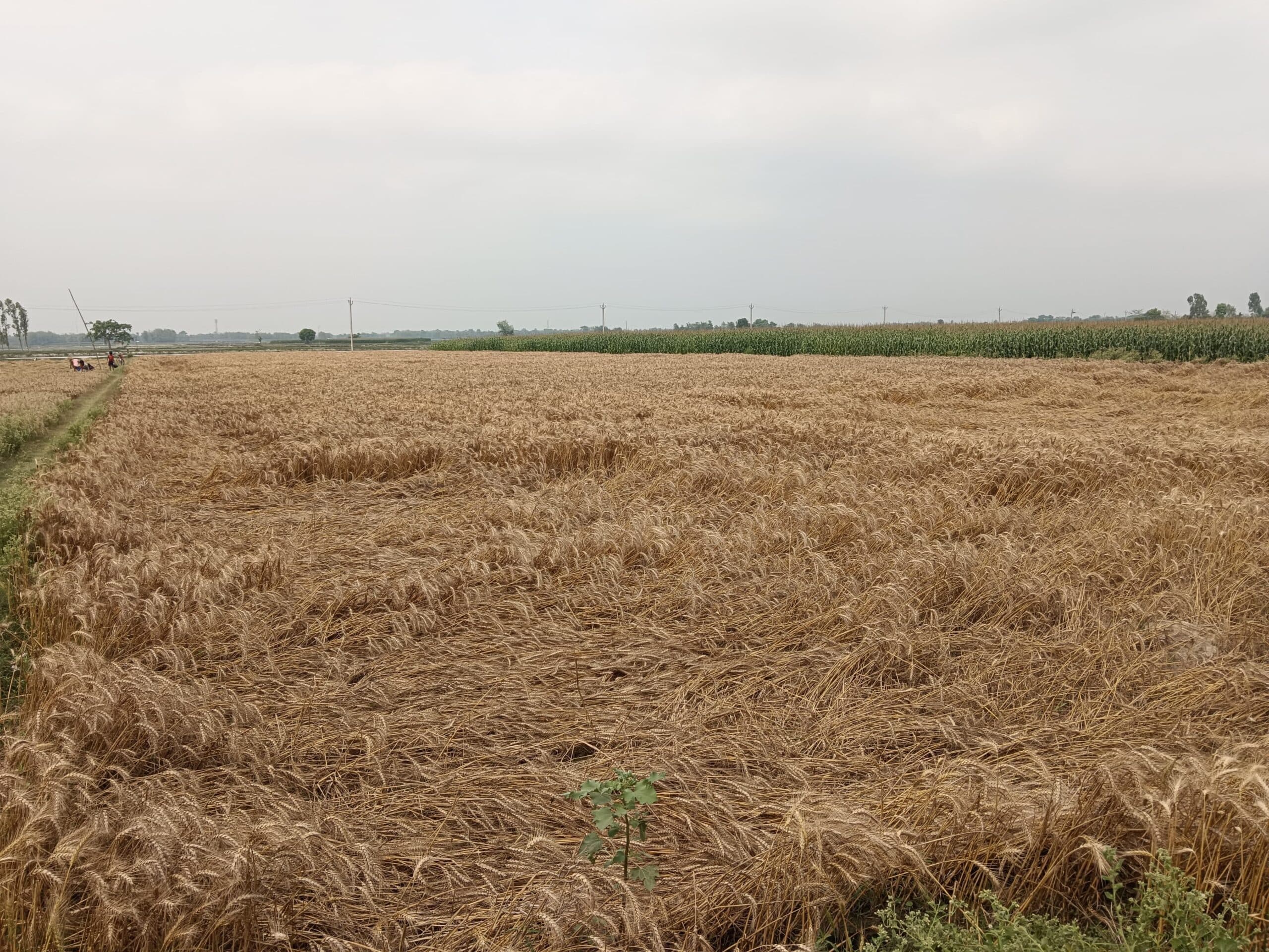 बदलते मौसम के मिजाज ने गेहूं उत्पादक किसानों की बढ़ाई चिंता