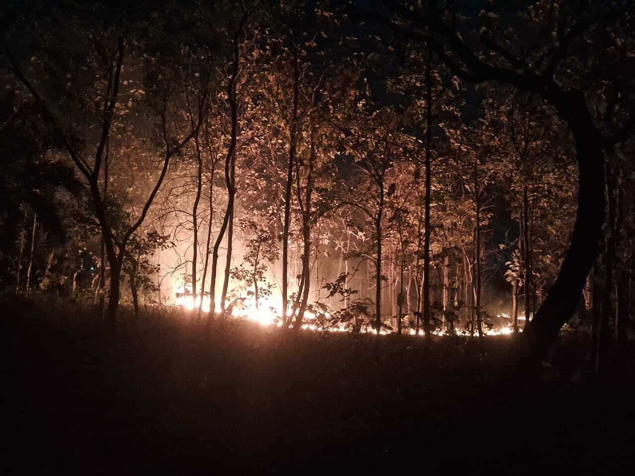 जंगल में भड़की भीषण आग, सैकड़ों पेड़-पौधे राख