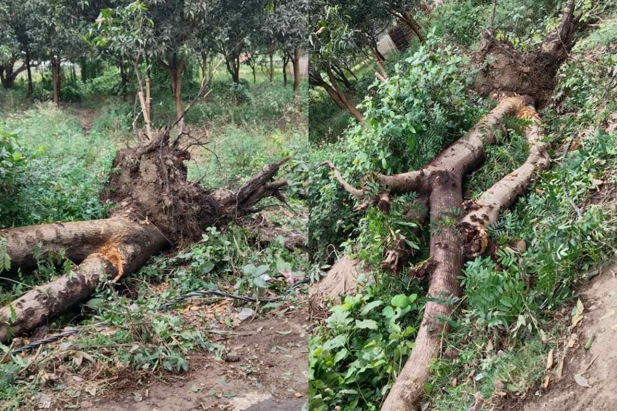 Darbhanga: आंधी में पेड़ गिरने से महिला की मौत, पोस्टमार्टम से इनकार