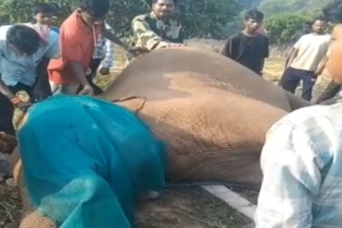 खेत बना गजराज के लिए ‘डेथ ट्रैप’! पश्चिमी सिंहभूम में हाथी का शव मिलने से मचा हड़कंप, जांच प्रक्रिया शुरू
