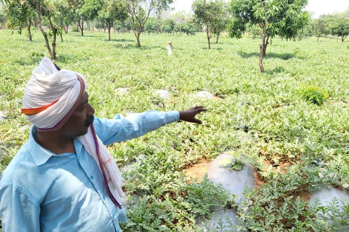 बंजर जमीन पर ‘सोना’ उगा रहे रामगढ़ में पतरातू के आदिवासी: नाबार्ड की पहल से आय हुई तीन गुना, पलायन पर ब्रेक