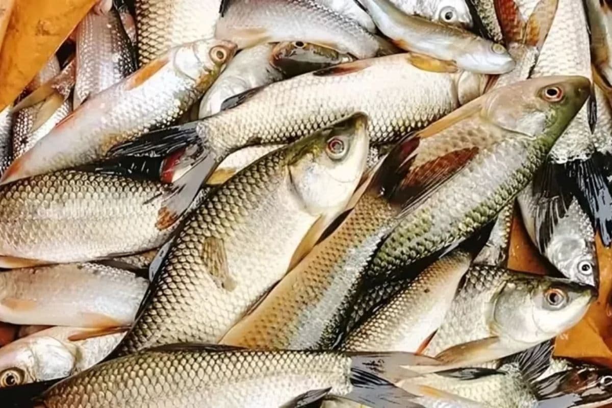 पटना बनेगा फिशरीज हब, छपरा में खुलेगा राष्ट्रीय मत्स्य विकास बोर्ड का रीजनल ऑफिस