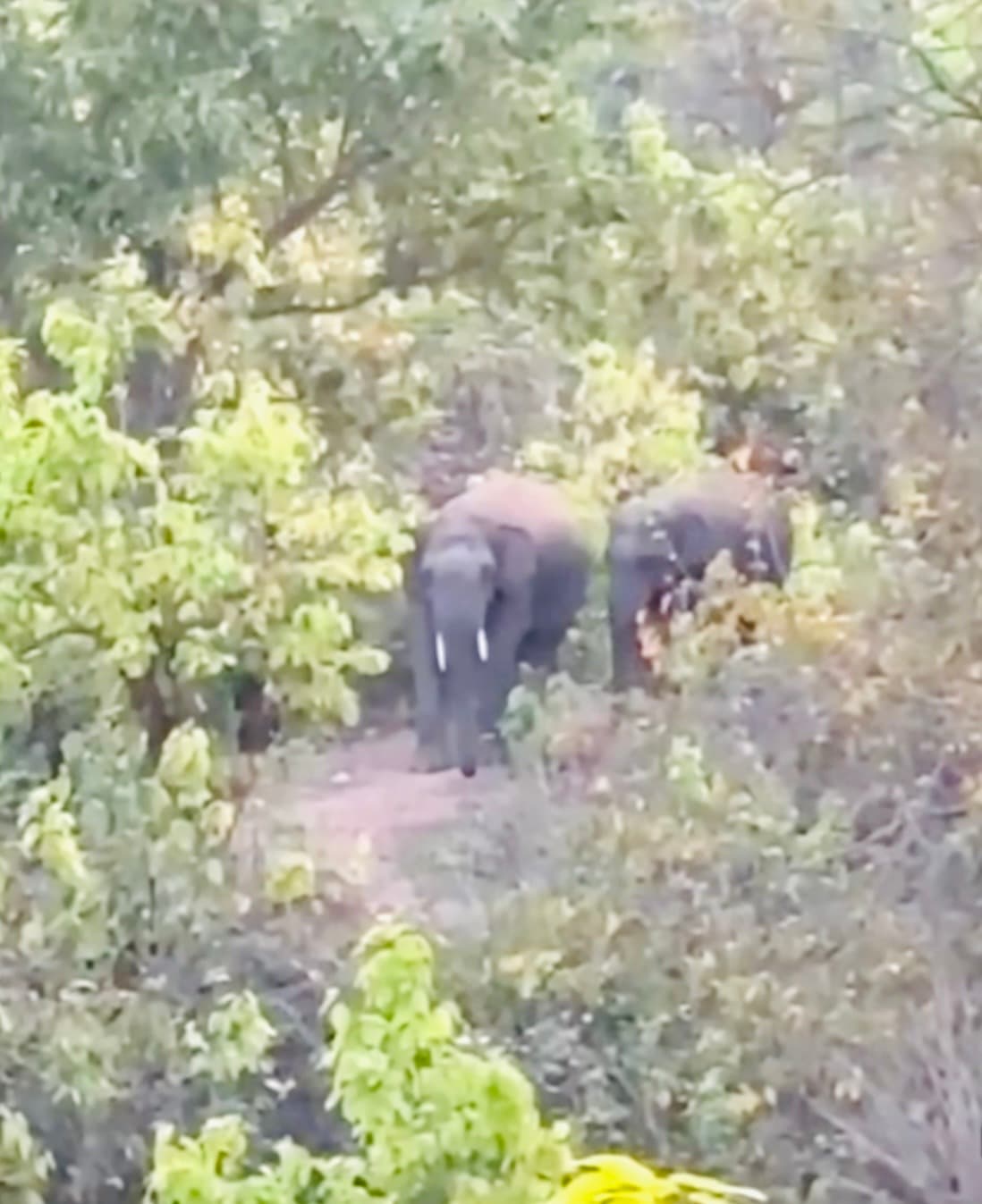 Giridih News :तिसरी में हाथी देखे जाने से भय का माहौल