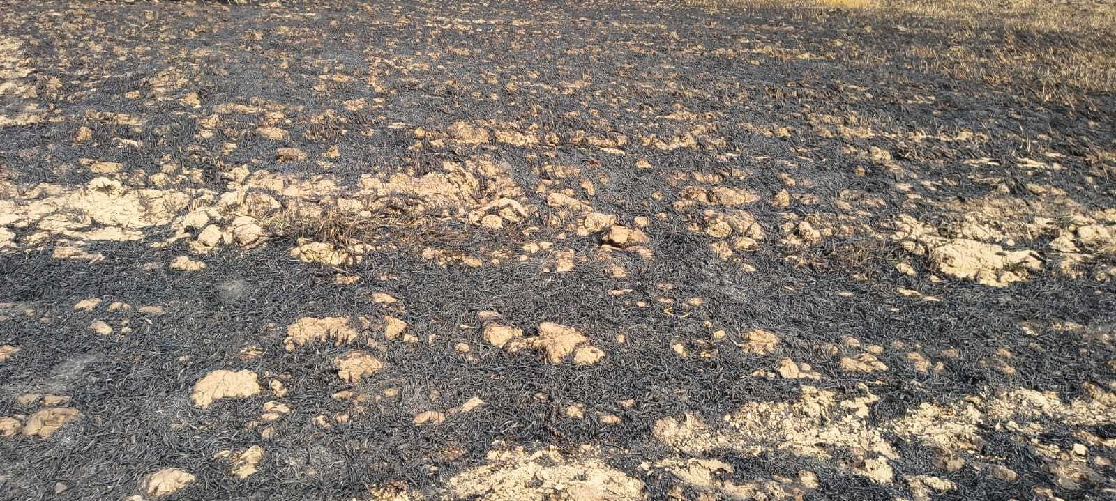 थ्रेसिंग के दौरान चिंगारी बनी आफत, 50 बीघे में लगी गेहूं की फसल जली