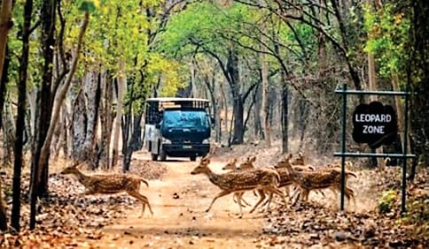 Sambalpur News: डेब्रिगढ़ अभ्यारण्य पहुंचे रिकॉर्ड 85,000 पर्यटक, पांच करोड़ राजस्व संग्रह