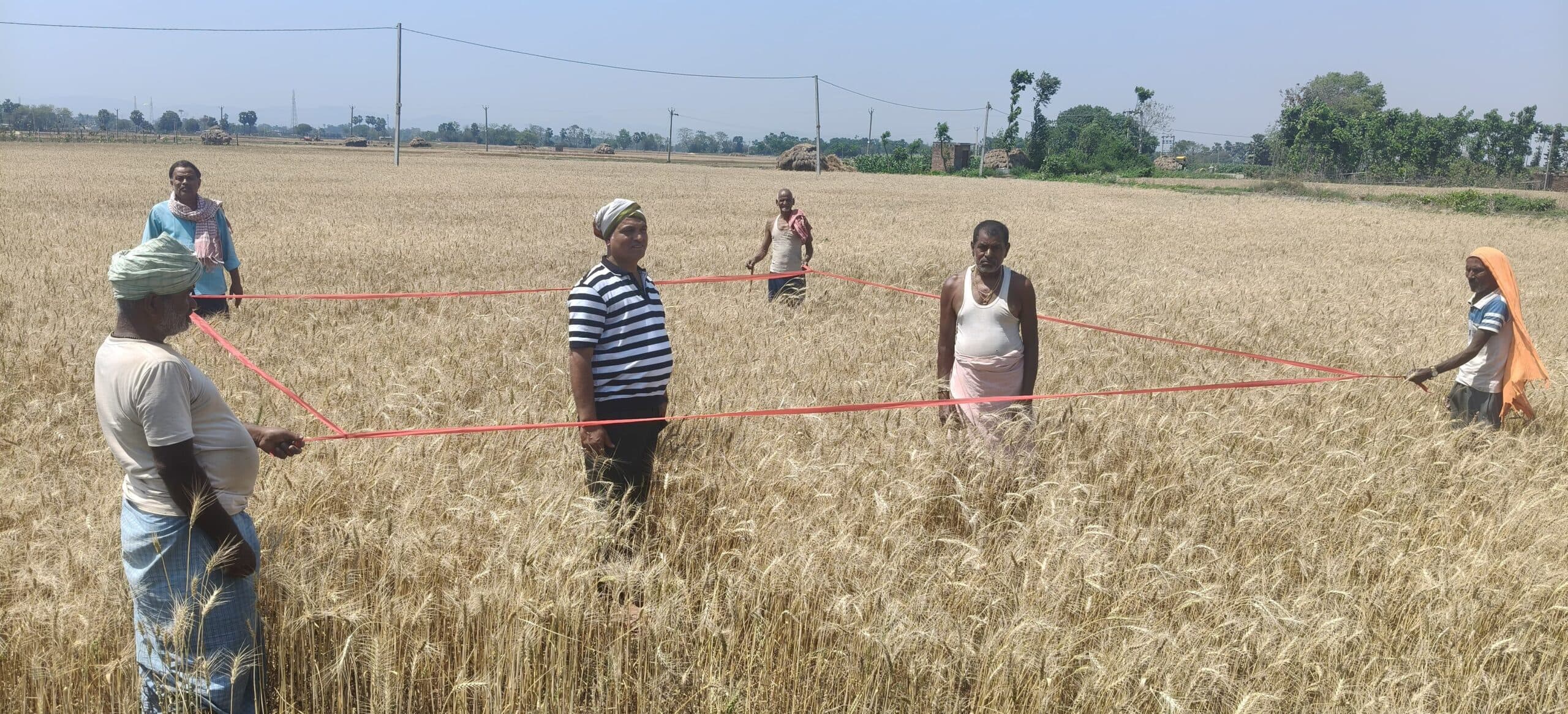 गेहूं फसल की क्रॉप कटिंग शुरू, उपज का किया गया आकलन