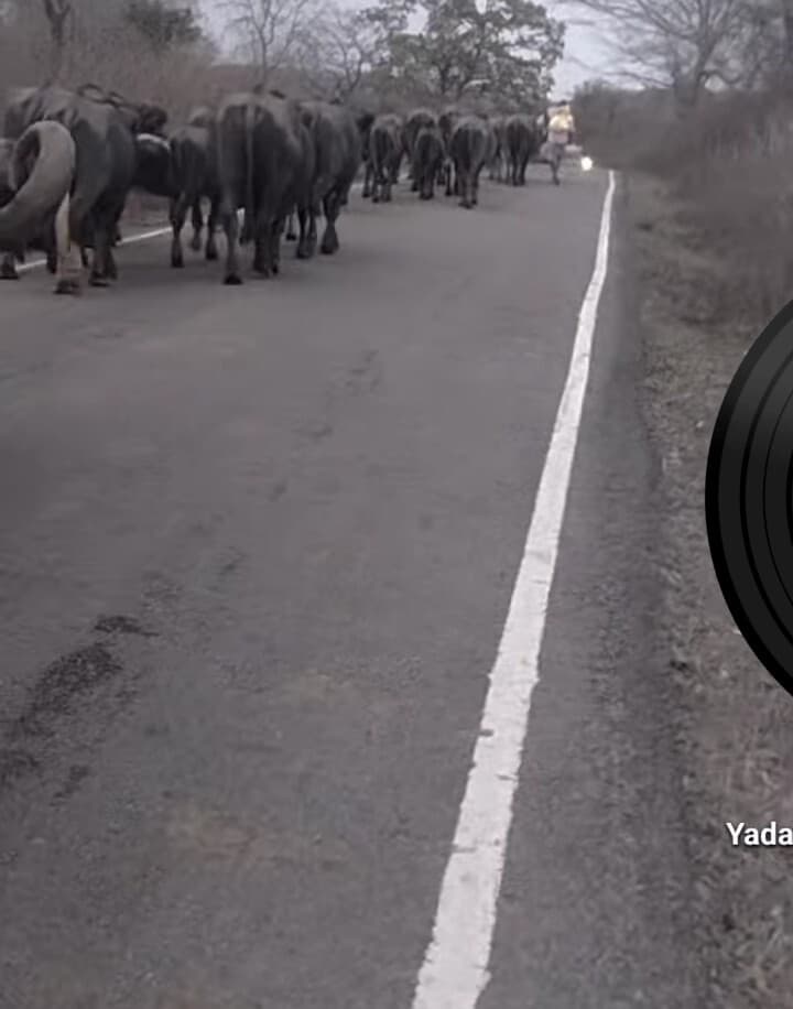 अधौरा में सूखे जलस्रोत, पानी के अभाव में पशुपालकों का पलायन शुरू