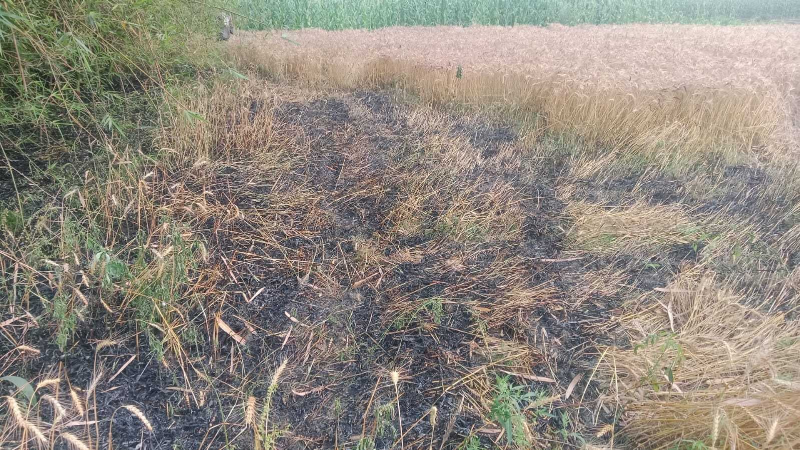 पिता-पुत्र पर गेहूं की फसल में आग लगाने का आरोप