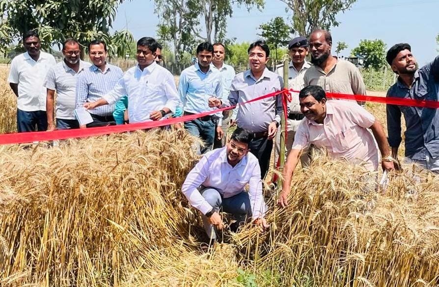 फसल की सही उपज के लिए खेत में उतरे डीएम, काटी गेंहूं की बाली