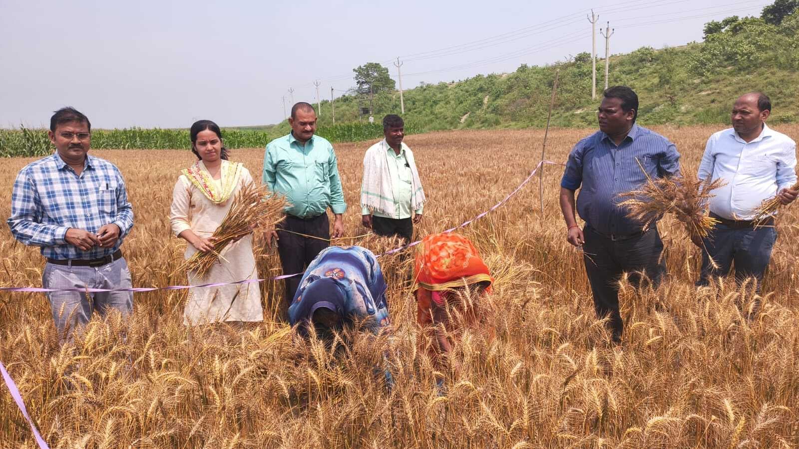 अधिकारियों ने खेत पहुंचकर रबी फसल पैदावार की करायी मापी