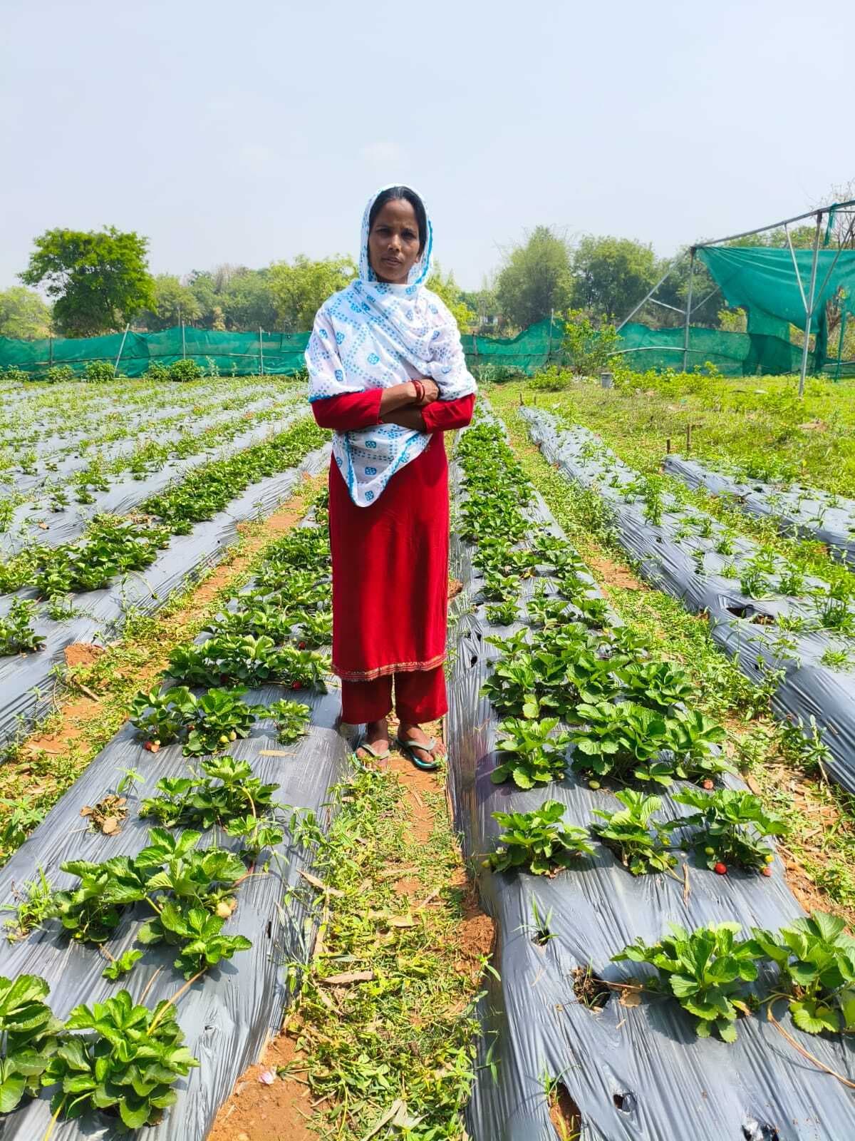 सफलता की कहानी, जामताड़ा की “स्ट्रॉबेरी दीदी ” मुसर्रत खातून