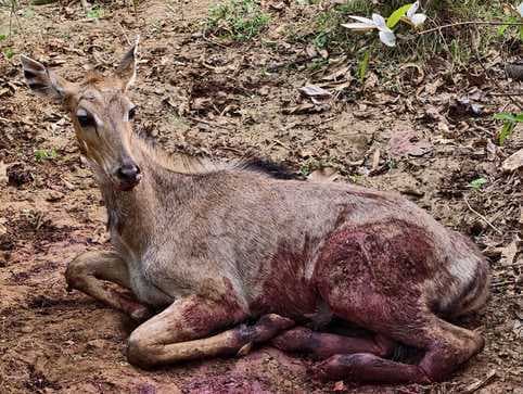 सड़क पर वाहन की चपेट में आने से नीलगाय घायल