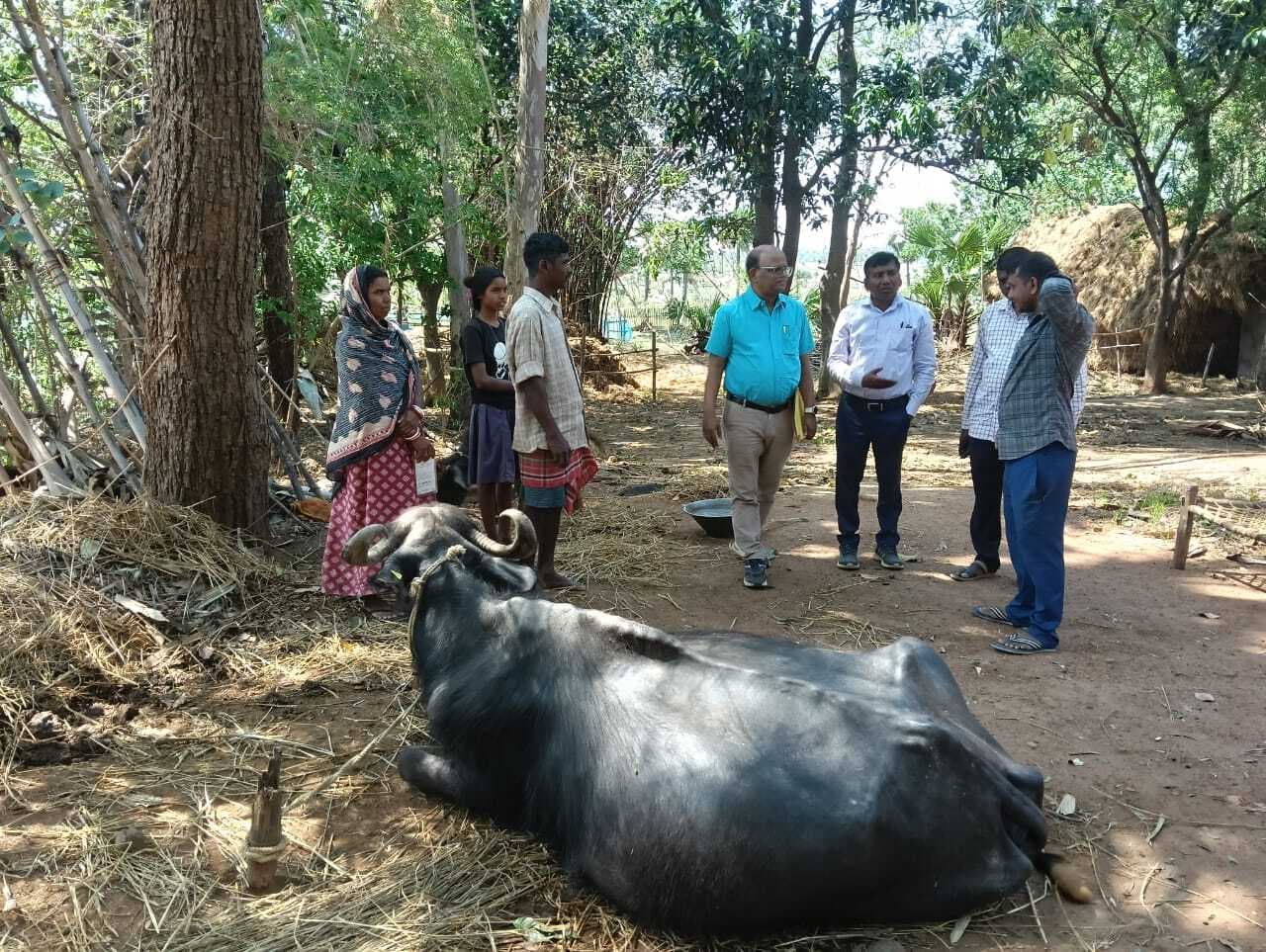 18 महीने बाद लाभुक को मिला पशुधन, जांच में फर्जीवाड़ा उजागर