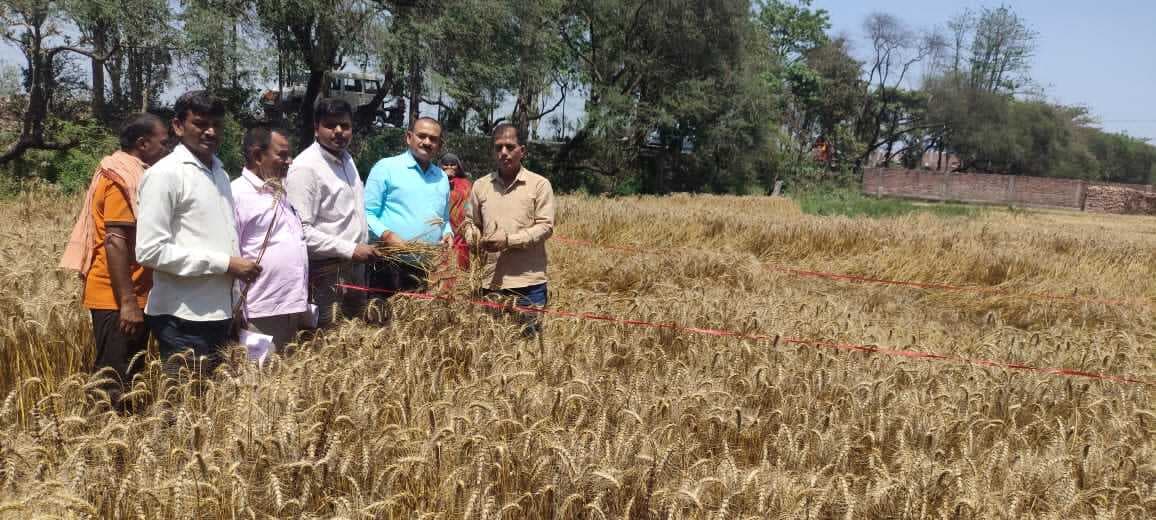 रांको बहियार में पंचायत स्तरीय फसल कटनी रब्बी गेहूं का अधिकारियों ने किया निरीक्षण