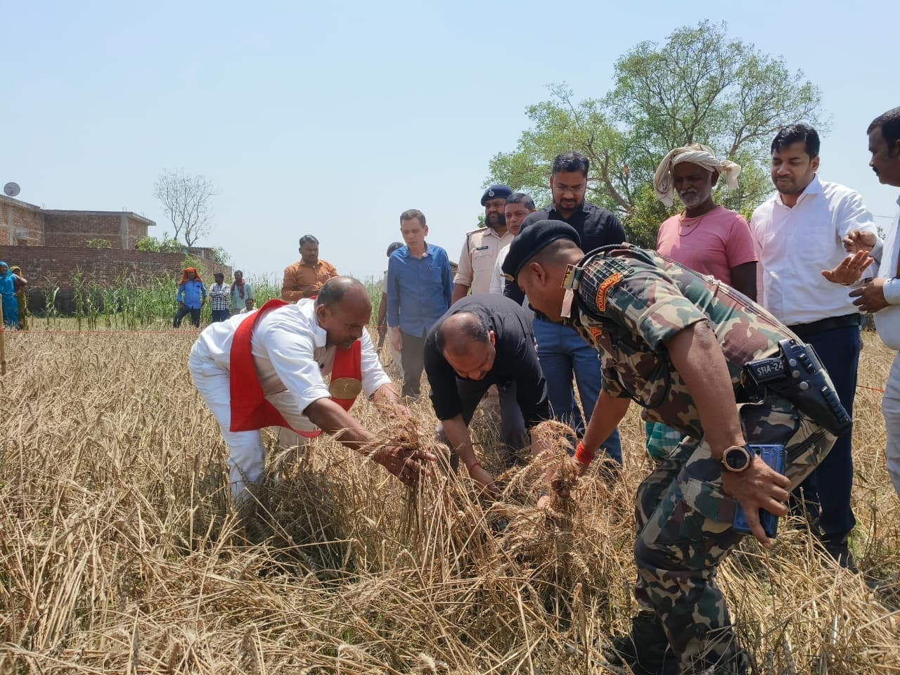 वैज्ञानिक पद्धति से 50 वर्गमीटर प्लॉट से 7 किलो 430 ग्राम उपज प्राप्त